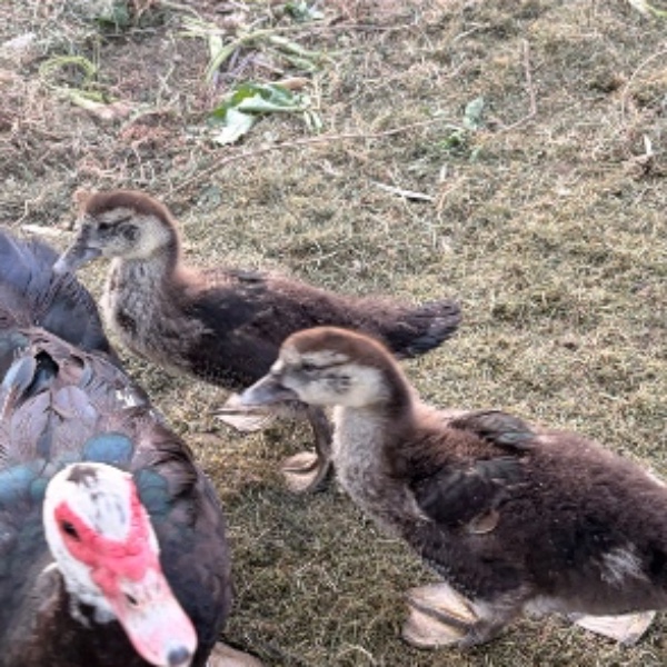 Poules et Canards