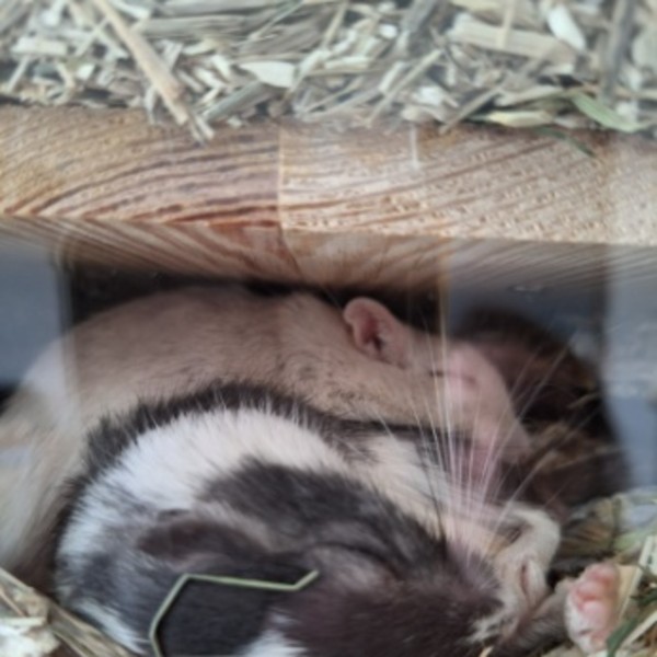 Pixel, Atome & Nimbus