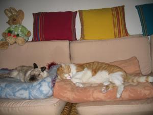Kandy - Mya - Garfield - Gadoue
