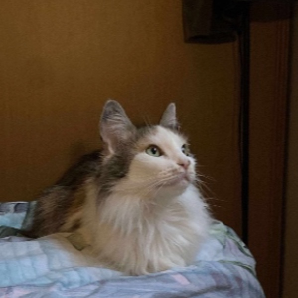 Duchesse