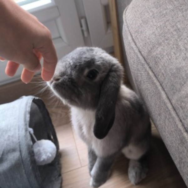 Oreo