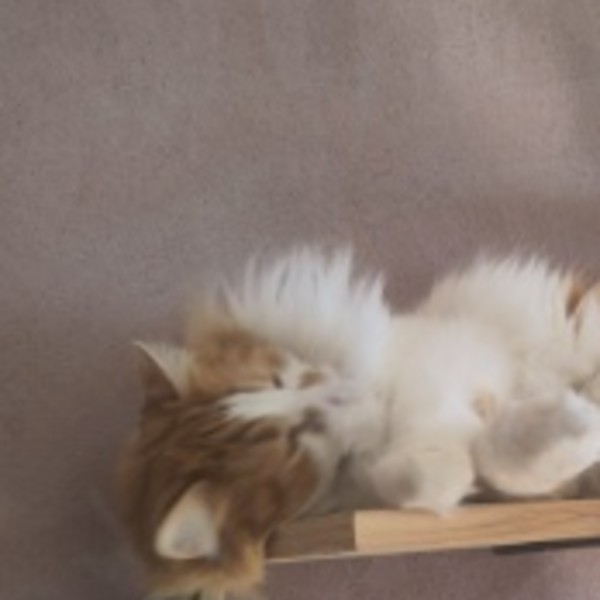 Oski