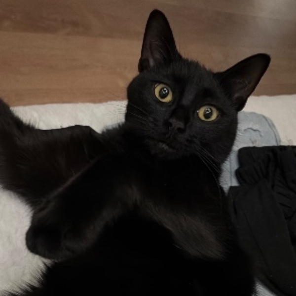 Onyx