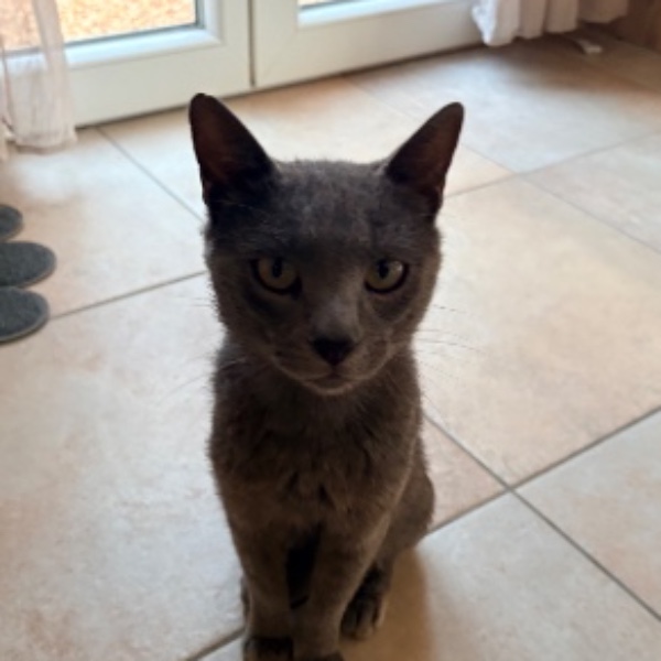 Chat