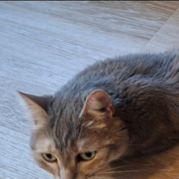 Olympe