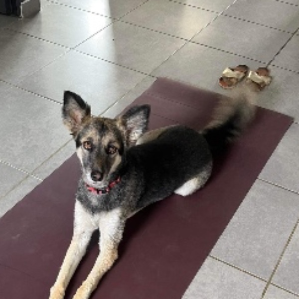 Maya