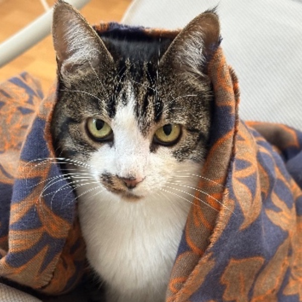 Ella