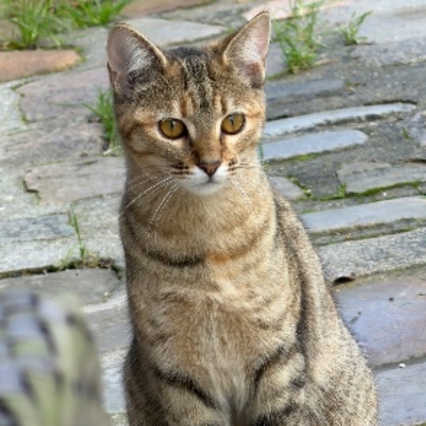 Bianca
