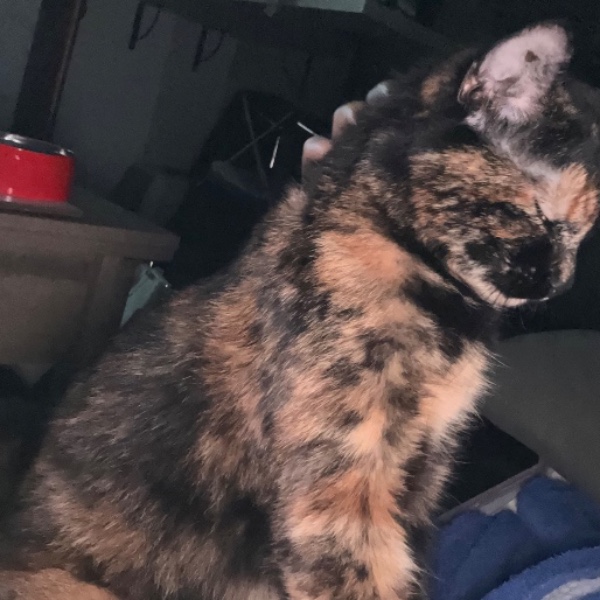 Tinka