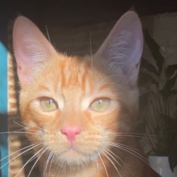 Charlie-eliott