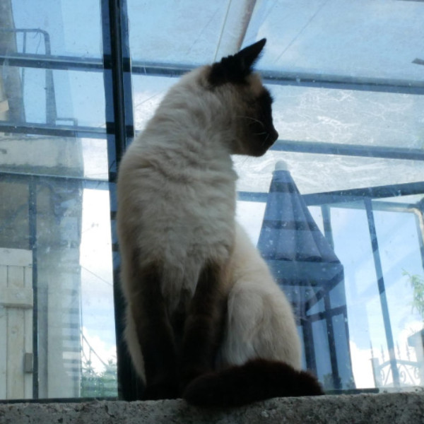 Oli