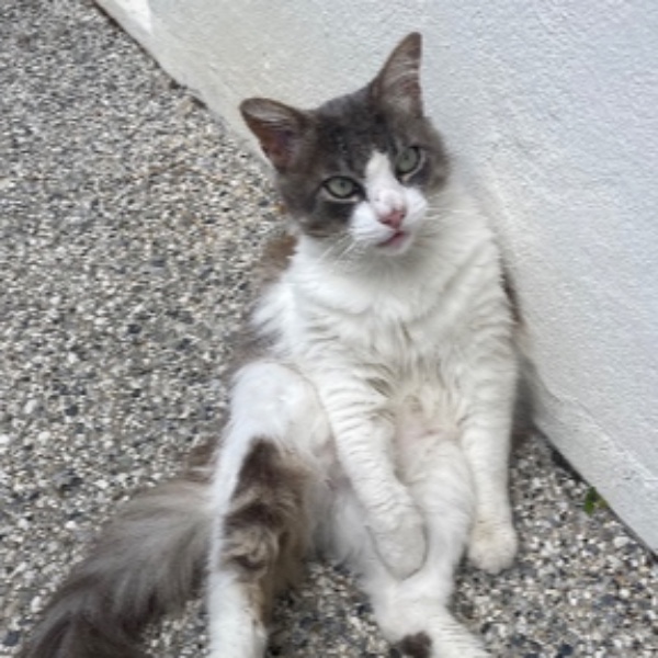Filou