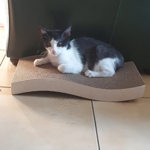 Milo