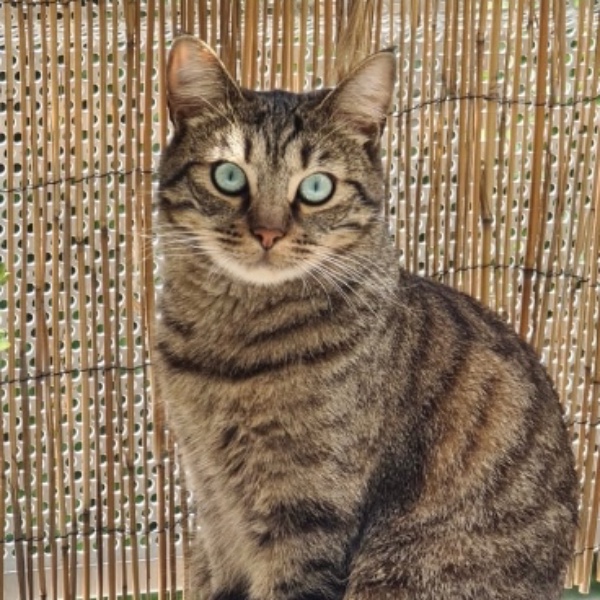 Kiara