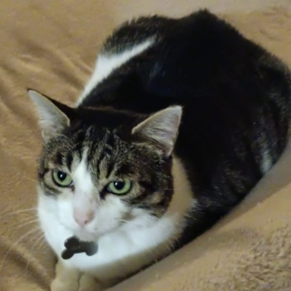 Kira