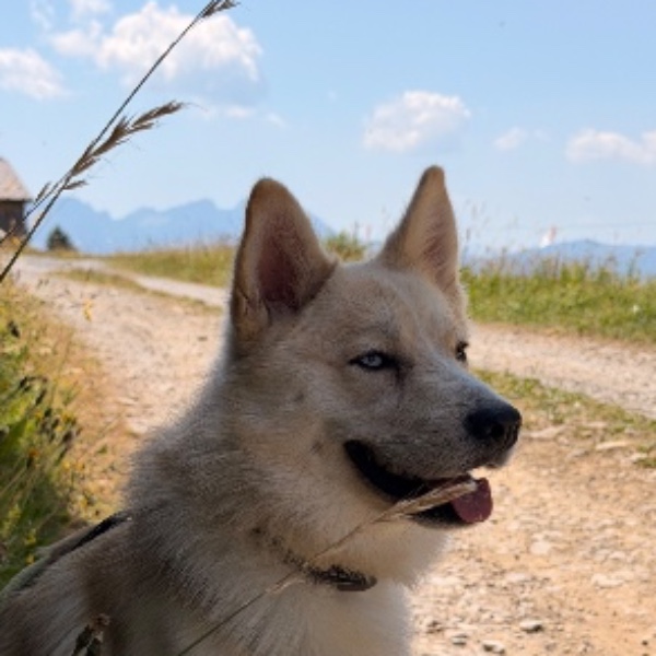 Asko
