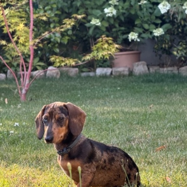 Pepita
