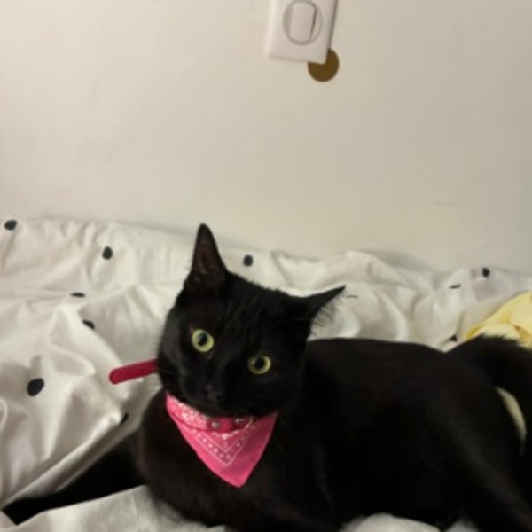 LILA