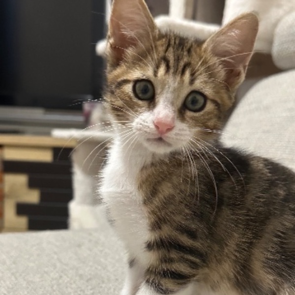 Milo