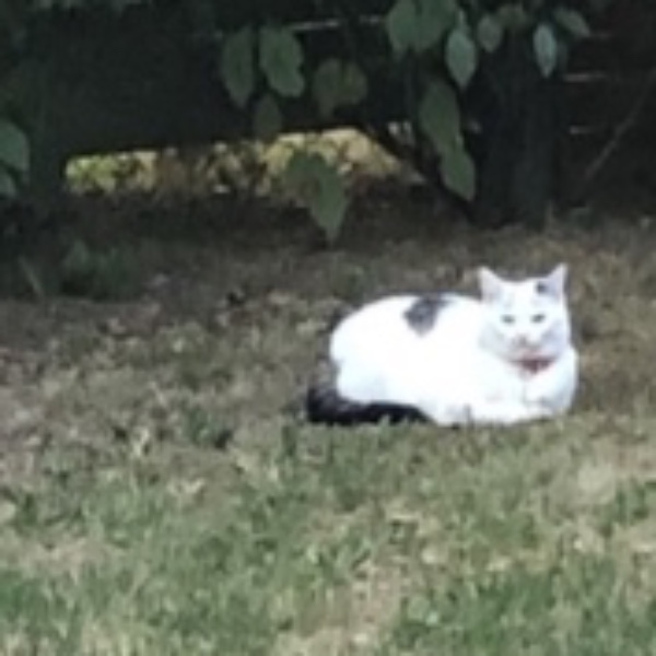 Snoupy