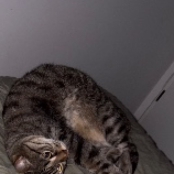 Kitty