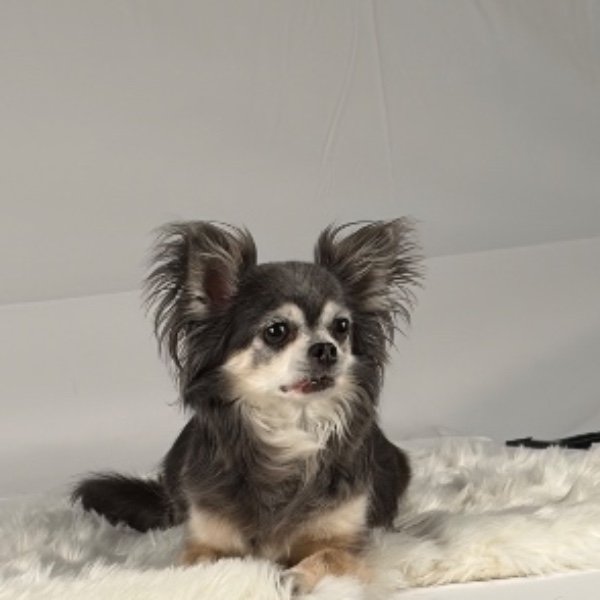Missy