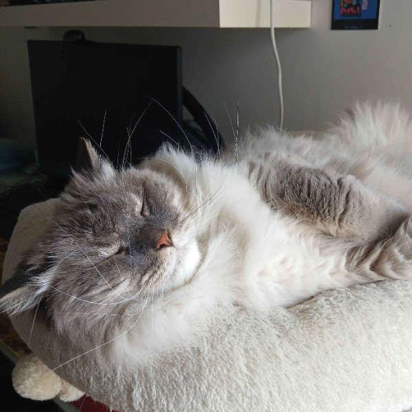 T'Choupi