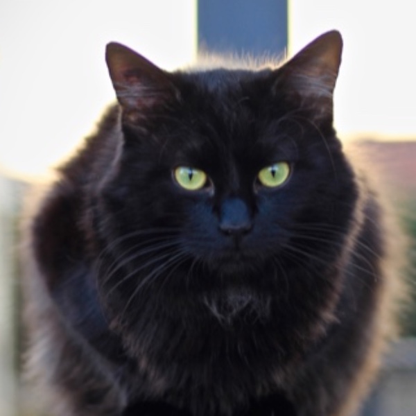 Figaro