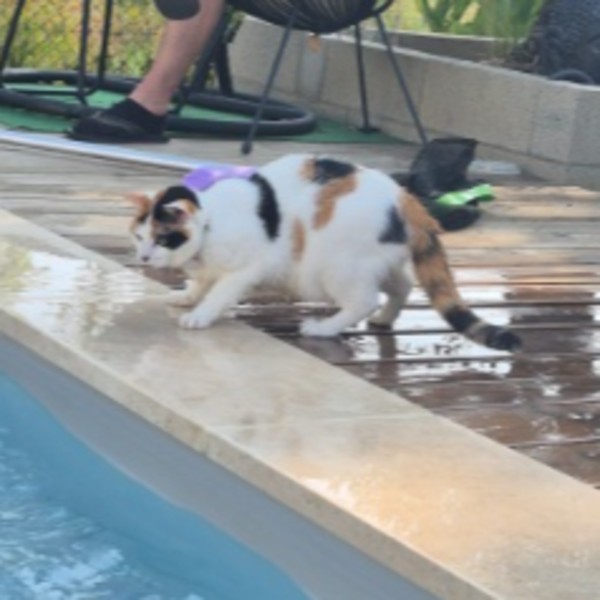 Lili
