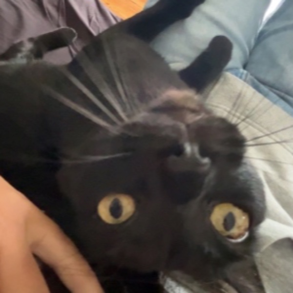 Olie