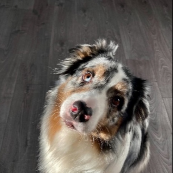Arya