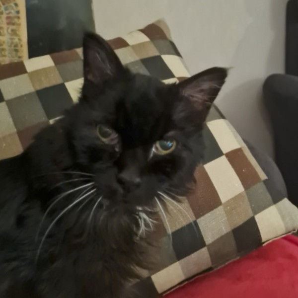 INDI