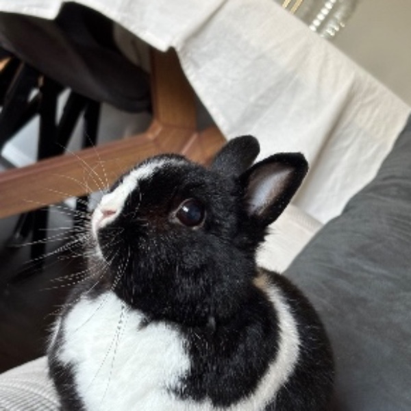 Mascotte