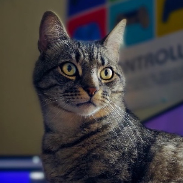 Luci
