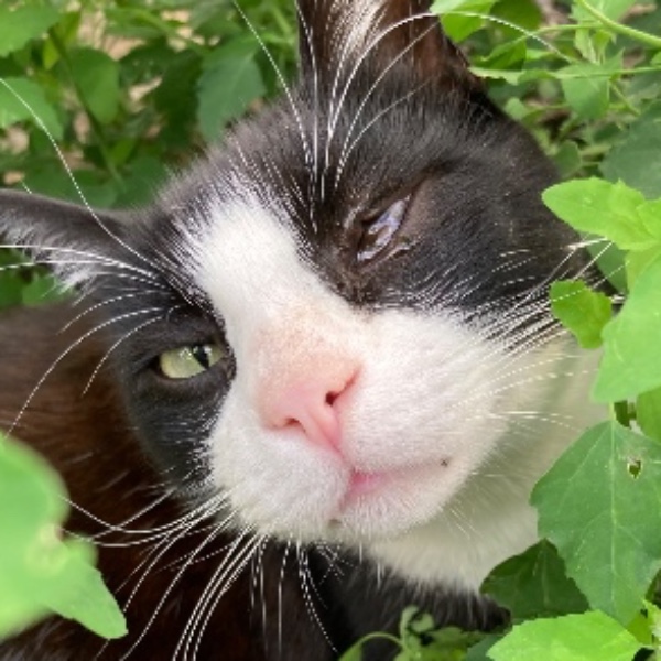 Loki