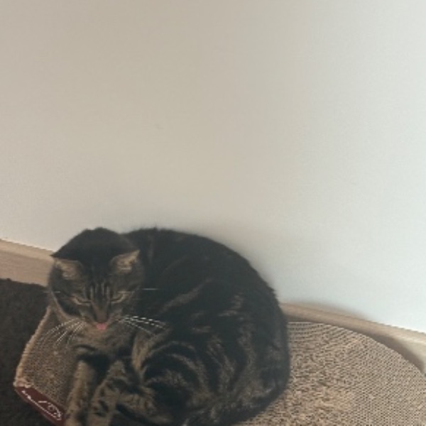 Piwi
