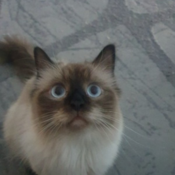 Bisous