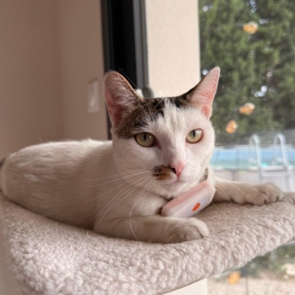 Minette