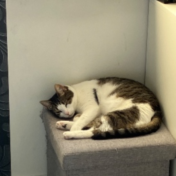 Mirabelle