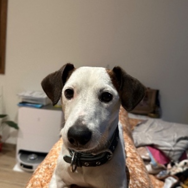 Milo