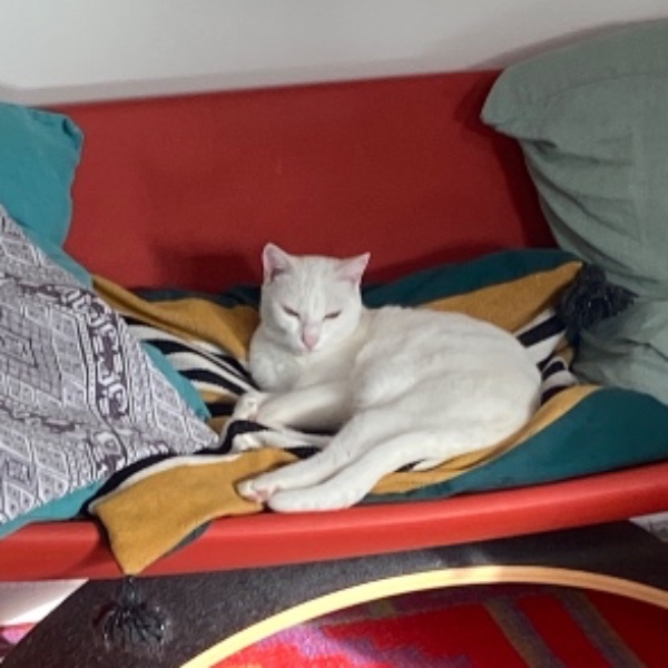 Lili