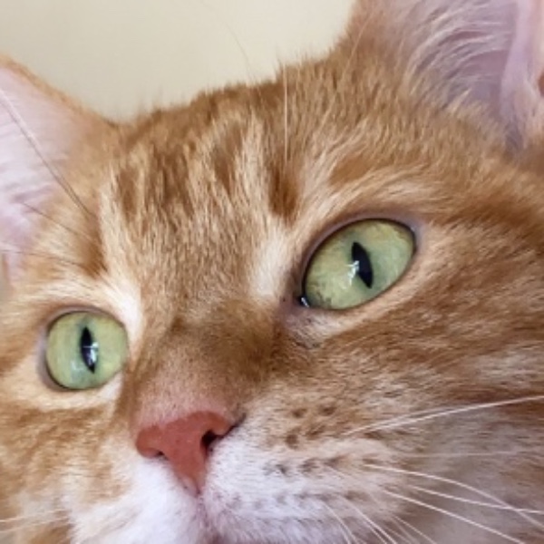 Tigrou