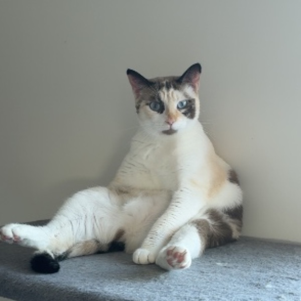 Mellie