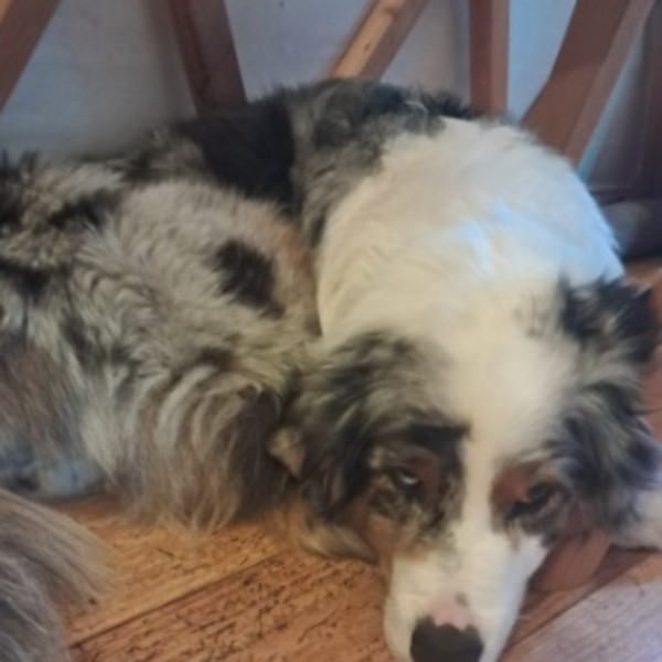 Sierra