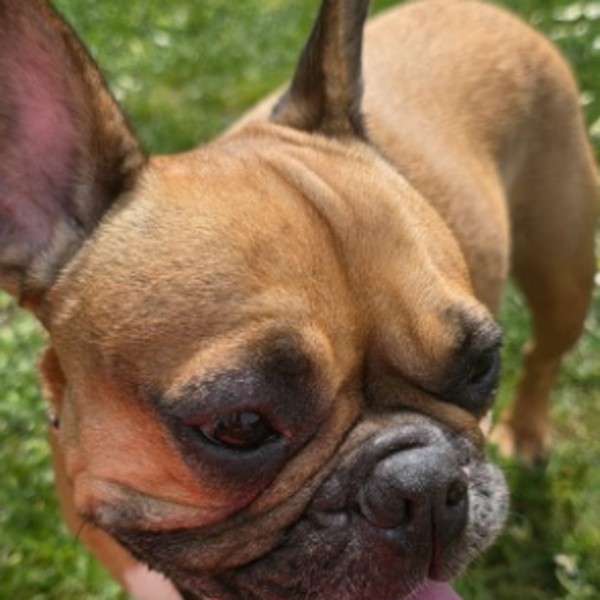 Stella