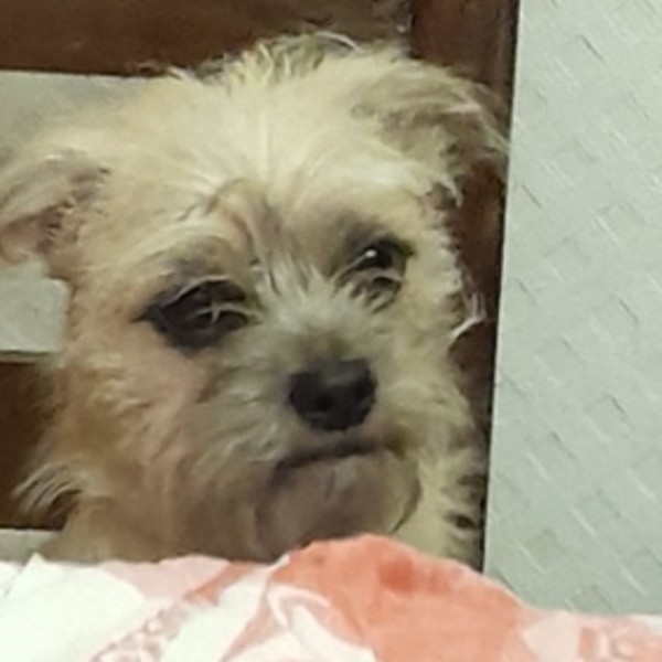 Vito