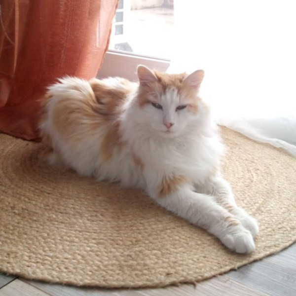 simba