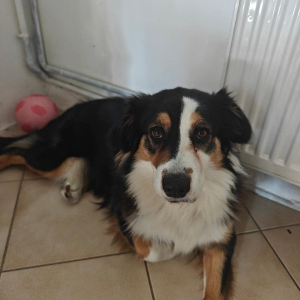 bonbon