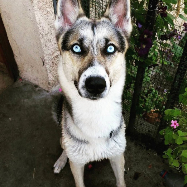 Laika
