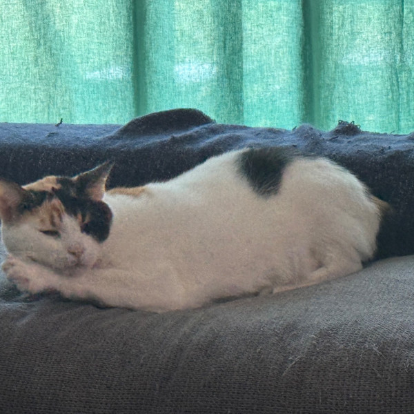 Lucie